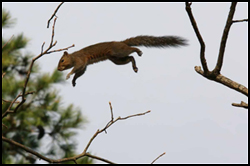 squirrel_flying250